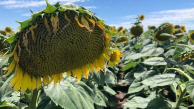 Perspectivas Récord para el Girasol Argentino en la Campaña 2026/2027
