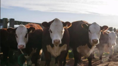 Expo Nacional Hereford: 200 ejemplares pasarán por la pista de la Sociedad Fomento Rural de Curticeiras