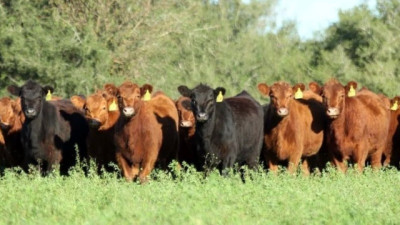 Cría: Cae el costo en kg de ternero