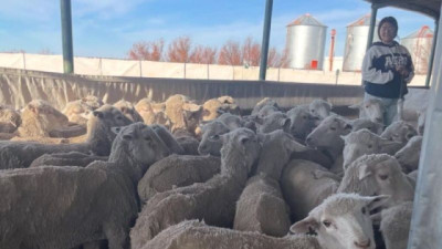 El 88% de los productores ovinos de Chubut tiene menos de 1.000 animales, pero el stock sigue concentrado en pocos establecimientos