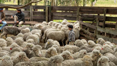 La gira anual del Merino mostró la alta rentabilidad de la raza para productores en pequeñas escalas