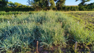 Karai INTA: el mijo que mejora la productividad en suelos salinos