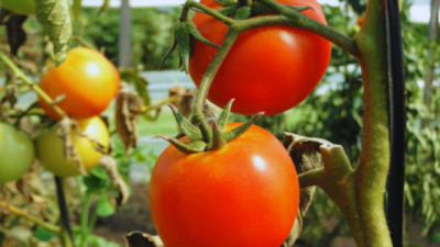 Agentes biológicos: una alternativa para controlar los nematodos en cultivos hortícolas