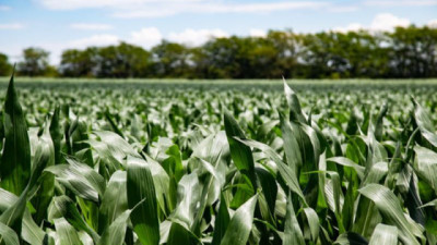 Cuál es la estrategia de nutrición de maíz para maximizar el rinde potencial por planta