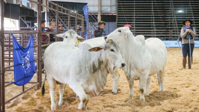 Arrancaron Las Nacionales 2026: la mejor genética Brahman brilló en Corrientes