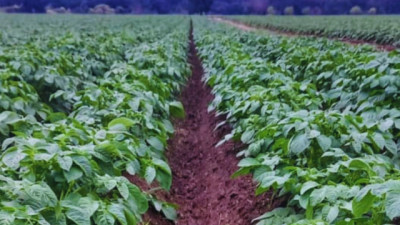 Evalúan el uso de biofertilizantes en el cultivo de papa