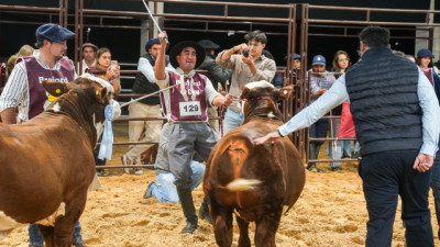 Más de 250 animales y genética de elite: así fue la gran muestra Braford en Corrientes