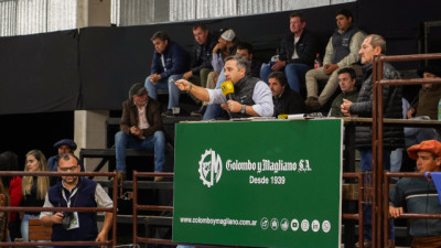 Fuerte apuesta por la genética Brahman: pagaron $40 millones por el 50% del Gran Campeón
