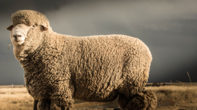 Merino Australiano: “Cuanto más fino, más caro”, pero sin perder resiliencia