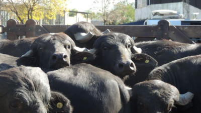 Expo Búfalos 2026: Corrientes reafirmó   su liderazgo bubalino
