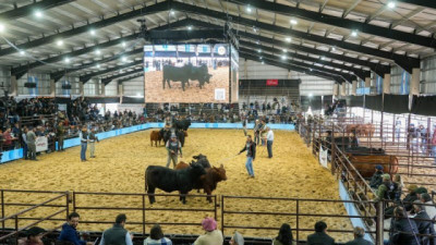 Brangus en Corrientes: terneros de alto nivel confirman el gran momento de la raza