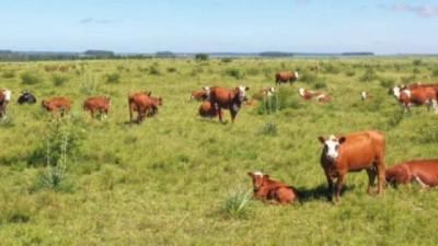 Kits rápidos para detectar residuos en carne vienen avanzados en China, y se estima que en poco tiempo se los utilice en Uruguay