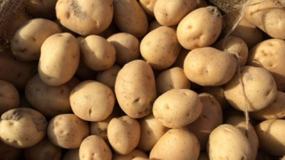 La papa se proyecta como cultivo estratégico