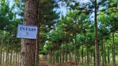 El INTA maximiza la productividad de pinos en Misiones
