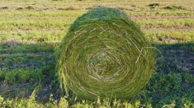 INTA El Colorado: verdeos de invierno dan 5.000 kg MS/ha y 20% proteína para tapar bache forrajero
