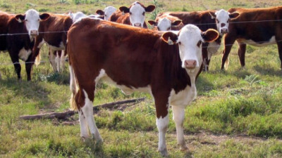 Menos faena y más retención: la ganadería muestra señales de recomposición del stock bovino