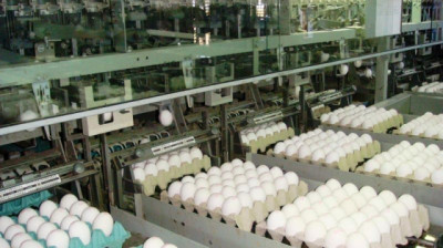Las exportaciones de ovoproductos alcanzaron un crecimiento interanual de 28,5% en valor durante el primer cuatrimestre de 2026
