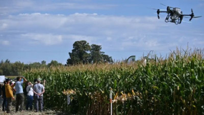 Probaron 16 híbridos de Maíz en la Patagonia y lograron hasta 20,5 Tons de grano por hectárea