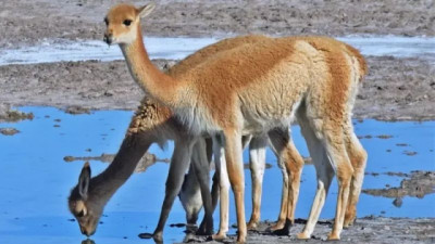 La guerra por el agua y el forraje: un reto ecológico en Puna y Patagonia