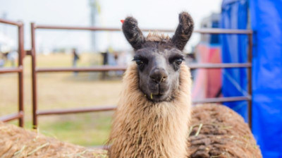 AgroActiva 2026: Jujuy mostró carne de Llama magra, alto valor proteico y bajo contenido graso
