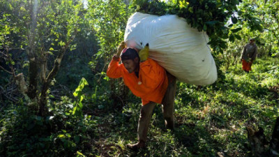 Hasta $15 millones perdidos por cosecha: pequeños productores Yerbateros advierten que la actividad está en riesgo