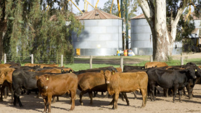 Cómo debe realizar el productor la autorización de acceso a sus datos del RENSPA para exportar a la Unión Europea