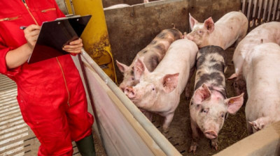 El enemigo invisible que podría frenar el crecimiento de la producción Porcina