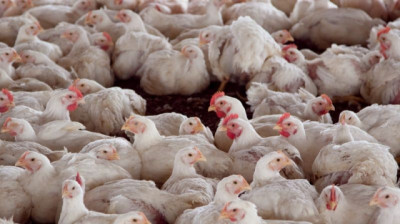 Argentina logró la reapertura del mercado chileno y peruano para la exportación de Carne Aviar