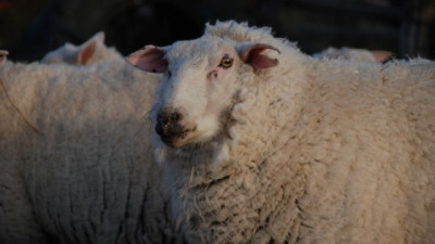 Zafra 2025/2026: Las exportaciones de Lana aumentaron 57%