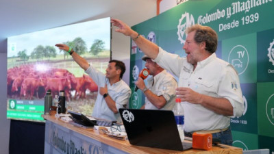 Banco Provincia impulsa los negocios ganaderos con un remate junto a Colombo y Magliano