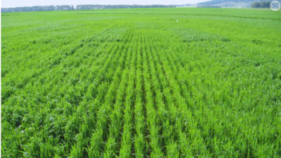 La nutrición impacta en el rendimiento y en la calidad del grano