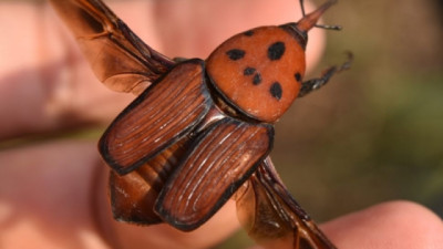 Se prorroga la alerta fitosanitaria por picudo rojo de las palmeras en todo el territorio nacional