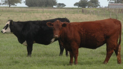 El peso promedio de faena de la ganadería argentina alcanzó en mayo un récord mensual en más de 30 años