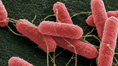 Desarrollan una molécula que podría disminuir la carga de Escherichia coli en bovinos