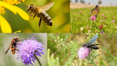 El agro vuelve a mirar la biodiversidad: Bordes vivos, campos más fuertes