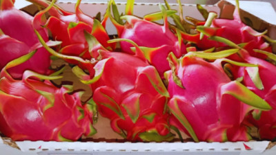 Pitahaya: el INTA estudia variedades para impulsar el cultivo en el norte argentino