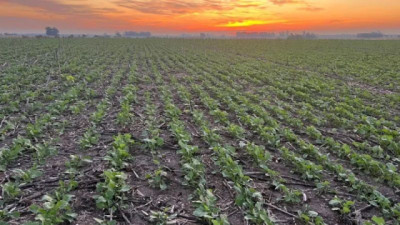 El Cabelludo cerró la campaña de soja con un rendimiento de 2.000 kilos por hectárea