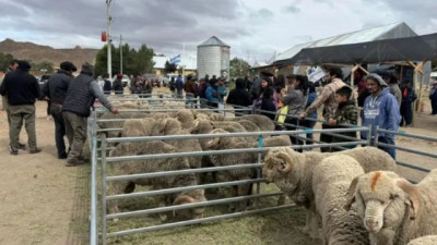 Una buena noticia para el campo rionegrino: la Lana recupera valor