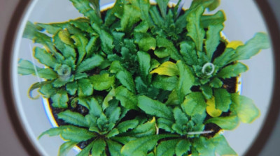 Identifican un mecanismo para activar el sistema de defensa de las plantas
