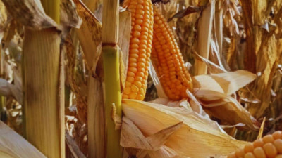 La frontera del Maíz se corre al sur: 7.000 kg/ha en Perito Moreno y hasta 12.000 kg/ha en Chubut