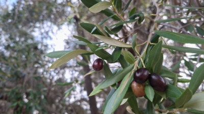 Olivos patagónicos: buscan poner en valor ecotipos adaptados al frío y desarrollar una nueva producción en la Patagonia