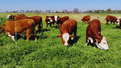 Los sistemas mixtos de producción, presentes en Agronea