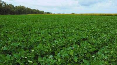 El Niño abre una ventana de alta producción para el agro argentino