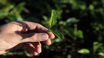 FAUBA Nativa ya es realidad: vivero de +70 especies autóctonas para restaurar biodiversidad