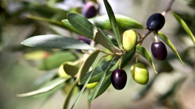 España aumenta la importación de aceite de oliva argentino en un 229%