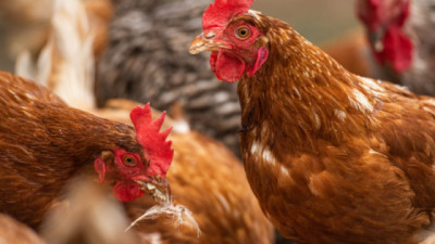 Avicultura: Una producción estratégica que preserva su patrimonio sanitario