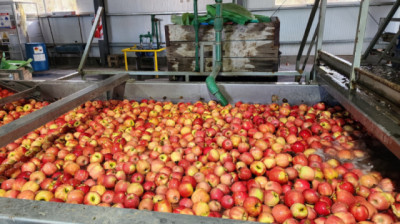 Impulso a la producción agrícola y pecuaria de la Patagonia con estatus diferenciado
