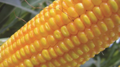 Argentina aprobó un nuevo maíz genéticamente modificado con protección contra insectos y tolerancia a herbicidas