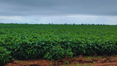 Rotación, carga y cobertura: las 3 claves del INTA para que las Pasturas conserven carbono