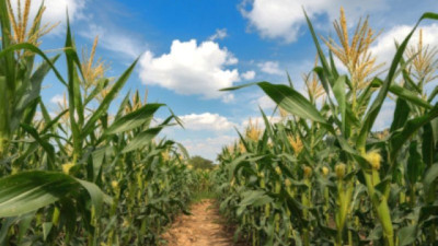 Emisiones de carbono en el agro: ¿Por qué a la ganadería pampeana le va mejor que a la agricultura?